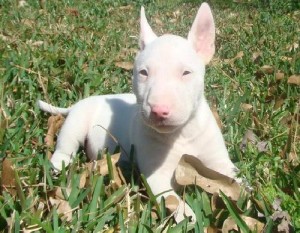 Home Train bull terriers puppies for adoption
