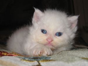 Cute Persian Kittens ready to go.