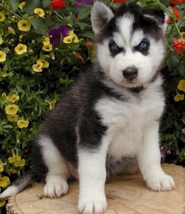 FREE Blue Eyes Siberian Husky Puppies Ready For Adoption