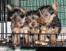 Male and female Yorkie puppies to any caring family
