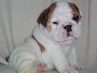 English bull dogs male and female For Free Adoption