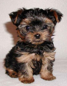 home Yorkie puppy for free adoption...