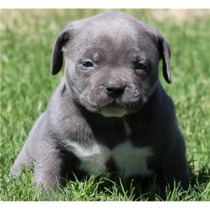 FULL BLOOD PIT BULL PUPPIES (MALE AND FEMALE)