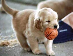Golden Retriever Puppies for Sale