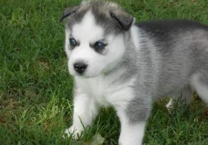 Siberian Husky Puppies