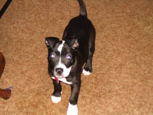 American Pit Bull Terrier for sale