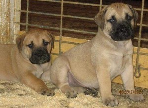 Great Dane Puppies for Sale