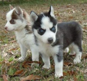 two siberian husky puppies