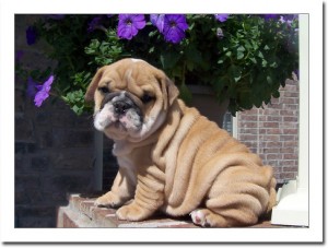 sweet english bull dog puppies.