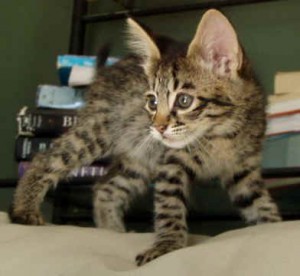 1 Male And 1 Female F2 Savannah Kittens in Need of a Good Home