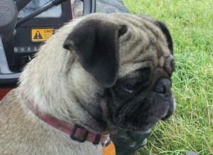 Uncompromising  Pug Pups