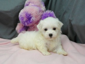 Home raised Maltese puppies for adoption