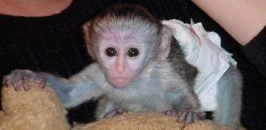playful and adorable capuchin monkey