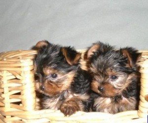 Well Train Male And Female yorkie Puppies For adoption now