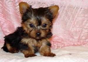 Cute Teacup Yorkie Puppies