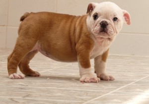 HEALTHY MALE AND FEMALE BULLDOG PUPPIES FOR   FREE ADOPTION