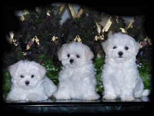 three maltese puppies for free adoption