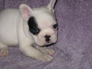 Reg. French Bulldog Puppies Available Here!!!