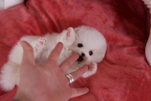 Cute Male And Female White Teacup Pomeranian Puppies Available