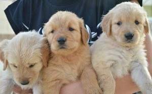 Amazing Golden Retriever Puppies