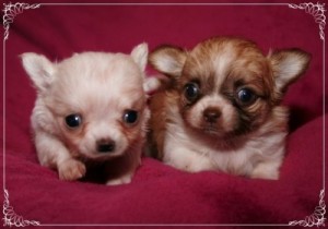 2 tiny AKC Long coat chihuahua puppies for adoption