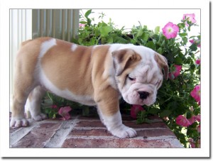 FREE MALE AND FEMALE BEAUTIFUL ENGLISH BULLDOG PUPPIES FOR ADOPTION.