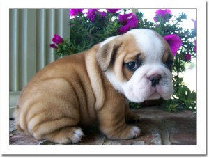 lovely male and female english bulldog puppies for adoption