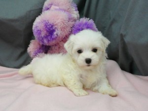 Lovely Maltese puppies available