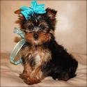 Nice looking Teacup Yorkie puppies ready for adoption