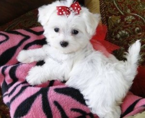 Cute White Maltese Puppies For Sale