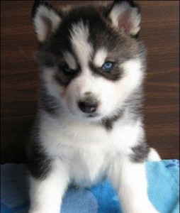 Sweet Blue Eyes Siberian Husky Puppies 5  litters Available