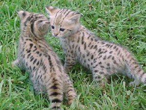 savannah kittens for re-homing.