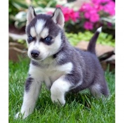 Beautiful  Male And FemaleSiberian Husky puppies Puppies for any loving and caring home, please get back with your phone number