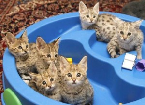 savannah kittens for re-homing.