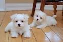 Adorable male and female Maltese puppies for adoption