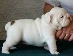 ? ? ?Hello We have Tow AKC Registered Beautiful English Bulldog puppies for adoption now contact us for more ? ? ?