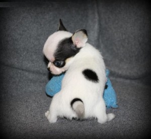 Cute  male chihuahua for adoption