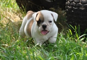 Marvelous english bulldog puppies.
