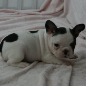 New today French bulldog puppies