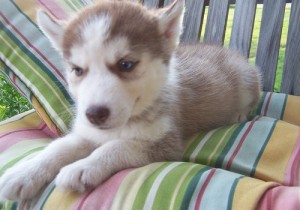Awesome blue eyes sibrian huskies puppies