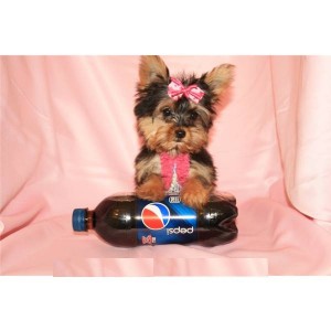 well home trained male and female Yorksire Terrier for free