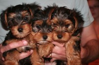 Yorkie - AKC - Baby Doll! ! Teacup And Solid Blond Puppies For   Adoption