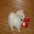 12 weeks old,Pomeranian puppies to give it out for adoption