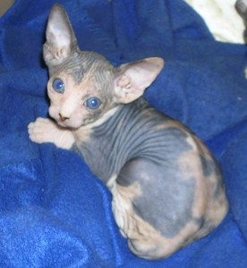 High Quality and Nice Male and Female Sphynx Kittens for Adoption.