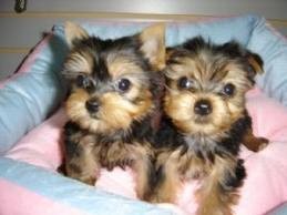 BEAUTIFUL MALE AND FEMALE TEACUP YORKIES PUPPIES FOR ADOPTION