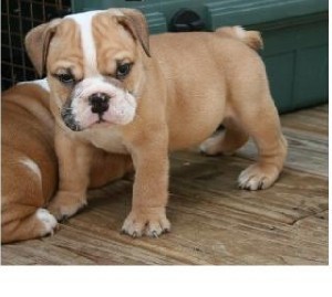 Beautiful English bulldog