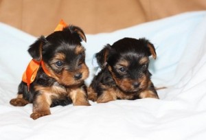 Beautiful AKC register Yorkie Puppy (Toy Size)