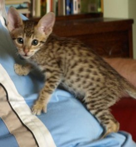 Good Looking Savannah Kitten for sale