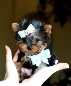 free yorkie puppies for caring homes