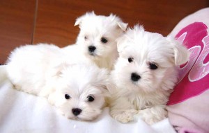 Cute female and Male Maltese puppies for adoption.